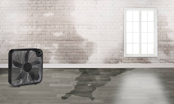 Best Local water damage restoration  in Hammond, IN